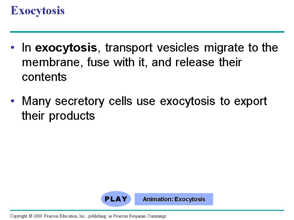 Exocytosis In exocytosis, transport vesicles migrate to the membrane, fuse with it, and release